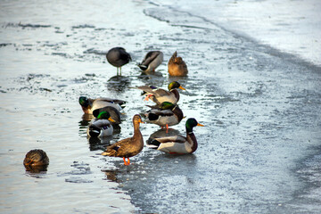 ducks in the water