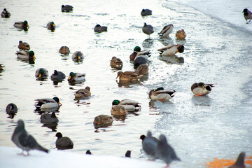 ducks in the snow