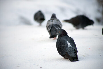 pigeon on the ground