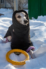portrait of a dog in snow