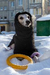 portrait of a dog in snow