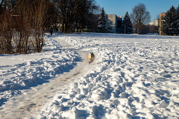 dog in winter