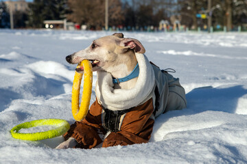 dog playing with snow