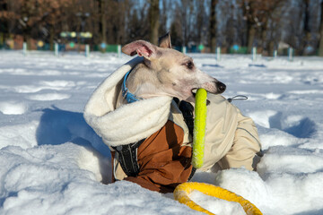 dog in winter park