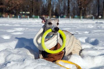 dog playing in snow