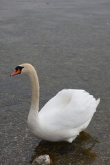 White Swan Close Up by Calm Water © prem
