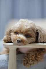 椅子で寝ているトイ・プードル