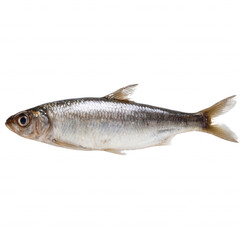 Fototapeta premium Freshly caught fish with shiny scales, ready for preparation.