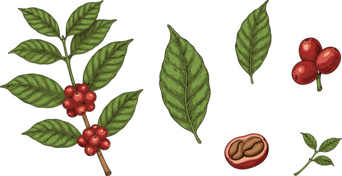 Coffee Plant Branch with Red Coffee Cherries Leaves and Beans Hand Drawn Botanical Vector Illustration Set