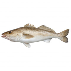 A light beige fish with fins on a black background, side view