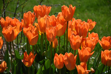Flowers in the park in spring, Qu&eacute;bec, Canada