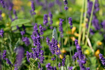 Obraz premium Delicate white butterfly rests on a vibrant purple lavender flower in a sunlit garden