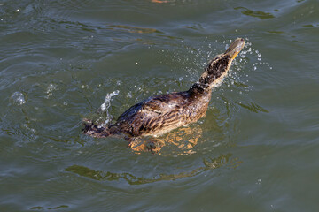 Fototapeta premium A duck shakes its head vigorously, sending water droplets flying in the murky water