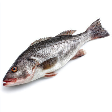 Raw sea bass fish on white background, fresh whole fish, natural
