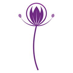 allium purple sensation line art flower on white background