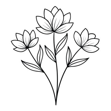 adonis amurensis flower line art vecot ron white background