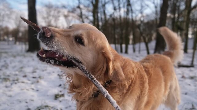 Golden Retriever Dog Chewing Stick In Winter Park