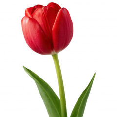 Elegant red tulip, a symbol of love and new beginnings.