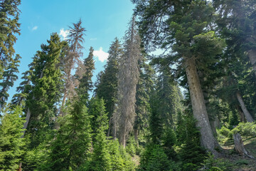 Fir and spruce forest with dead trunk near Batumi, Georgia
