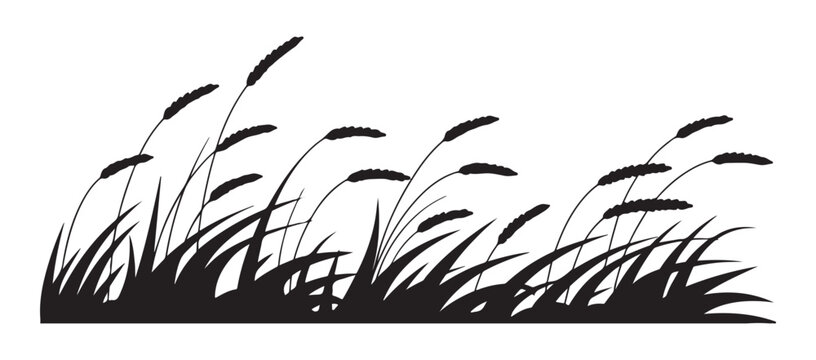 Windy wheat field border silhouette featuring wild prairie grass blowing in breeze on white backgrou