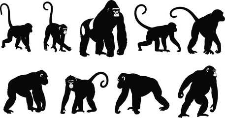 Gorilla and monkey silhouettes set, primate wildlife icons collection, ape chimpanzee forest animals, wild nature cad drawing flat vector illustration © Faruk Here