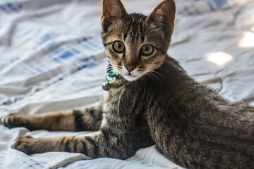 Cute Thai cat at Bedroom pet