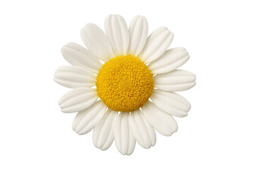 Fototapeta premium Daisy flower with white petals and yellow center