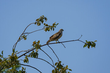 Buse variable