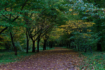 All&eacute;e foresti&egrave;re pittoresque