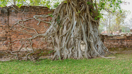 T&ecirc;te de Bouddha emprisonn&eacute;e dans les racines de ficus
