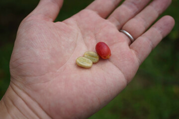 ハワイ島のコーヒーチェリー
