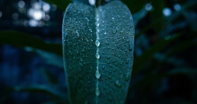 Close up of water droplets on a green leaf with dark background
