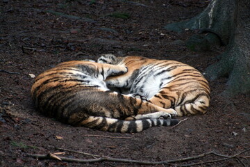 Two sleeping tigers