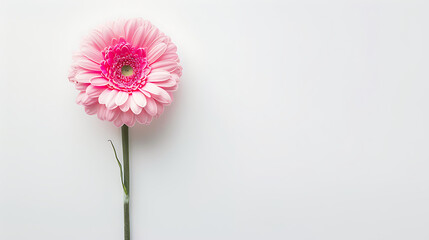 Elegant Pink Gerbera Bloom on White