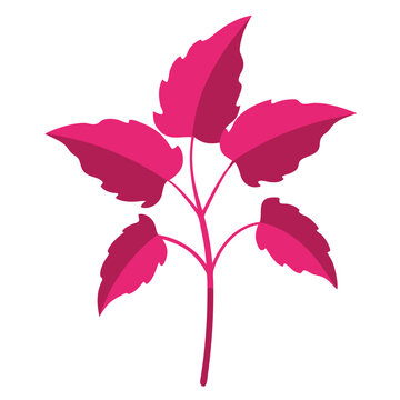 coleus pink leaves silhouette on white background