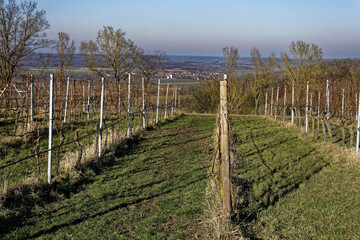 Obraz premium Winter Vineyard in Ipsheim, Bavaria