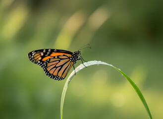 Obraz premium Monarch butterfly resting on a dew-covered blade of grass with soft bokeh background.