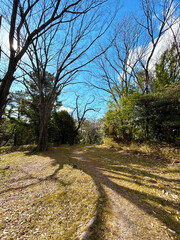 木漏れ日の木々