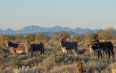 Wild Burros in the Arizona Desert in Winter