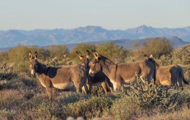 Wild Burros in the Arizona Desert in Winter