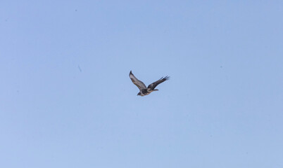 Obraz premium A majestic hawk soars gracefully through the clear blue sky with wings spread wide