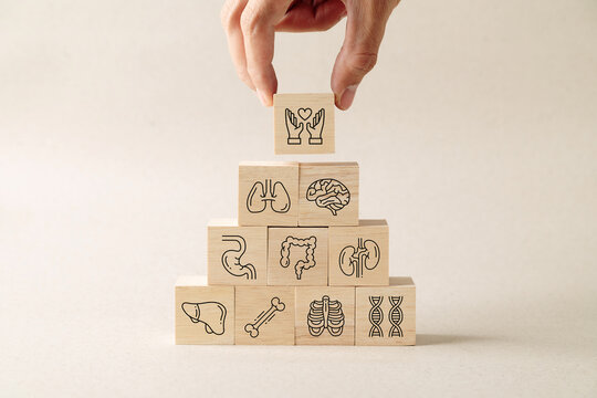 Close up of hand placing wooden block with heart icon atop a pyramid of human organ symbols. A conceptual representation of holistic health, medical care, wellness, and body system balance.
