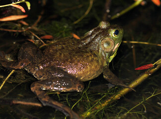 Male American Bullfrog (Rana catesbeiana / Lithobates catesbeianus) floating peacefully at night on the still water of a pond on a warm summer night. 