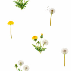 Watercolour dandelions illustration pattern. Seamless print design
