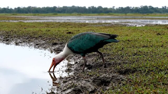 White ibis bird standing on muddy shoreline wetlands habitat