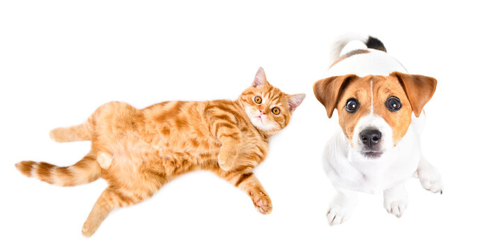 Cute Jack Russell Terrier dog and kitten Scottish Straight together, top view, isolated on white background