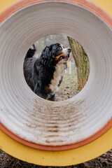 Młody piesek bawi się w psim parku zabaw © rozentuzjazmowany