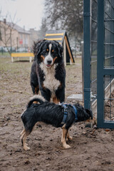 Młody piesek bawi się w psim parku zabaw © rozentuzjazmowany