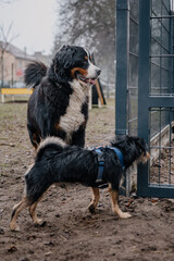 Młody piesek bawi się w psim parku zabaw © rozentuzjazmowany