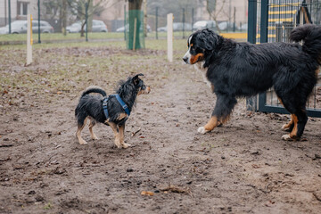 Młody piesek bawi się w psim parku zabaw © rozentuzjazmowany